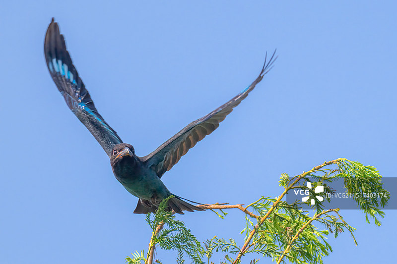 三宝鸟图片素材