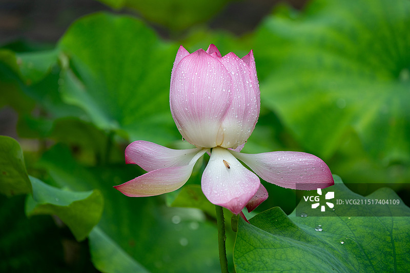 南山竹海图片素材