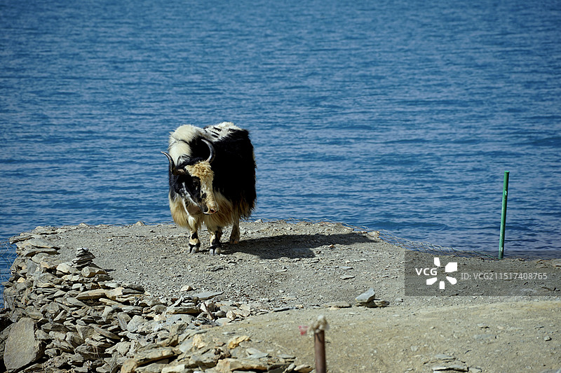 西藏羊卓雍措边供人拍照的牦牛图片素材