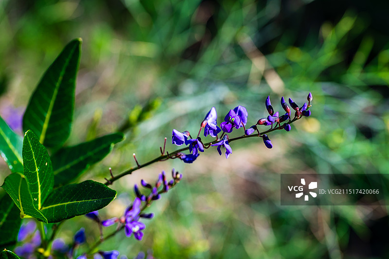 国王公园盛开的紫藤花图片素材