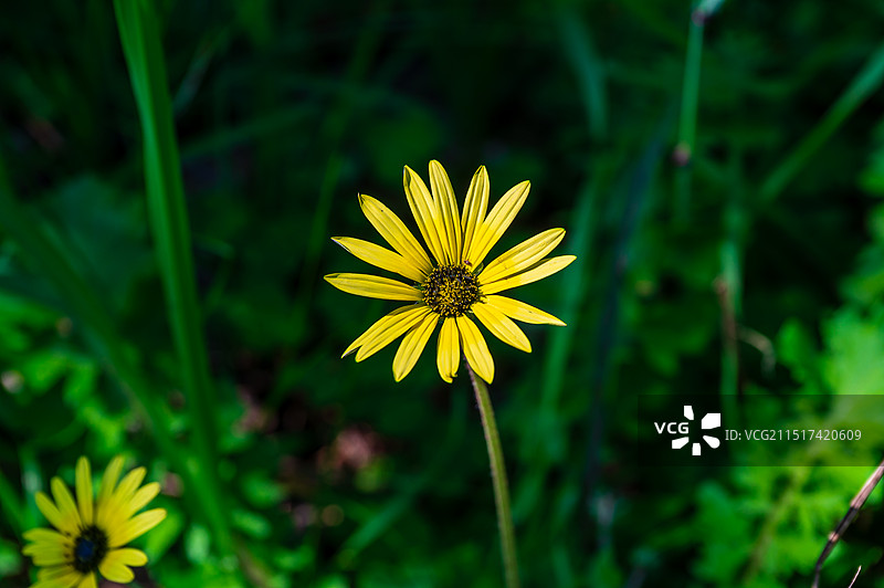 国王公园的菊芋、小黄花、小菊花和正在吸食花粉的小甲虫图片素材
