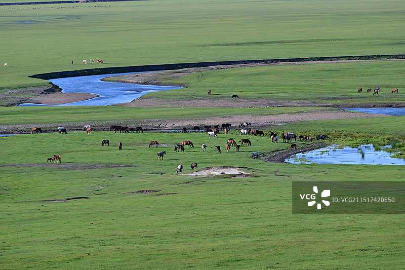 莫尔格勒河，吃草的马儿图片素材