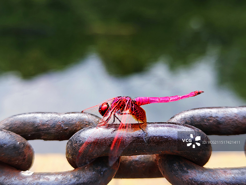 铁链条上的蜻蜓图片素材