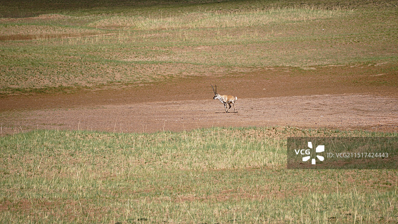 藏羚羊图片素材
