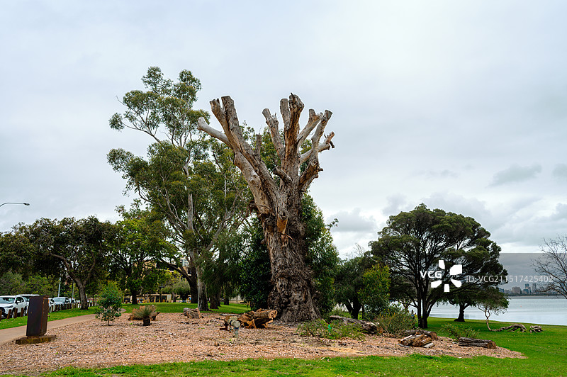 西澳大学附近，被砍伐掉的巨大的桉树树木图片素材