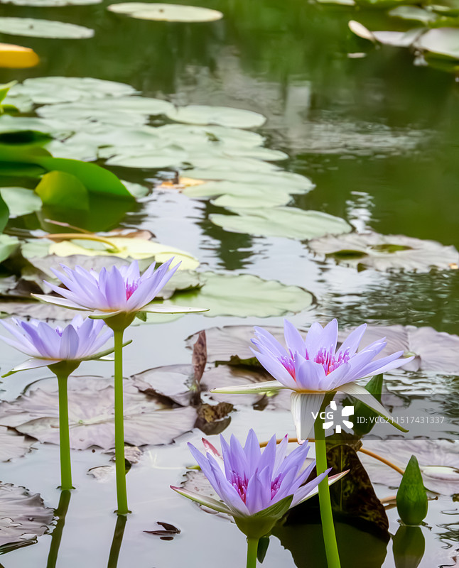 植物园的莫奈花园之睡莲图片素材