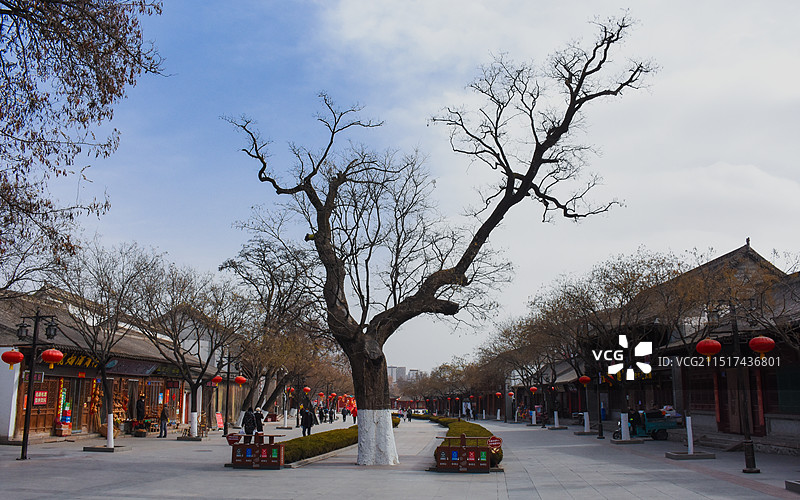 天水伏羲庙的古树图片素材