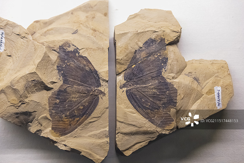 天津自然博物馆 聪蛉 脉翅目 早白垩纪图片素材