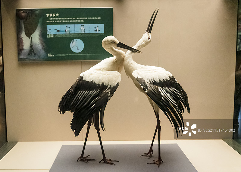 天津自然博物馆 丹顶鹤求偶行为标本图片素材