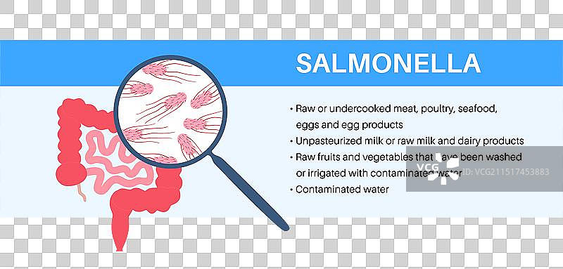 鼠伤寒沙门氏菌细胞图片素材