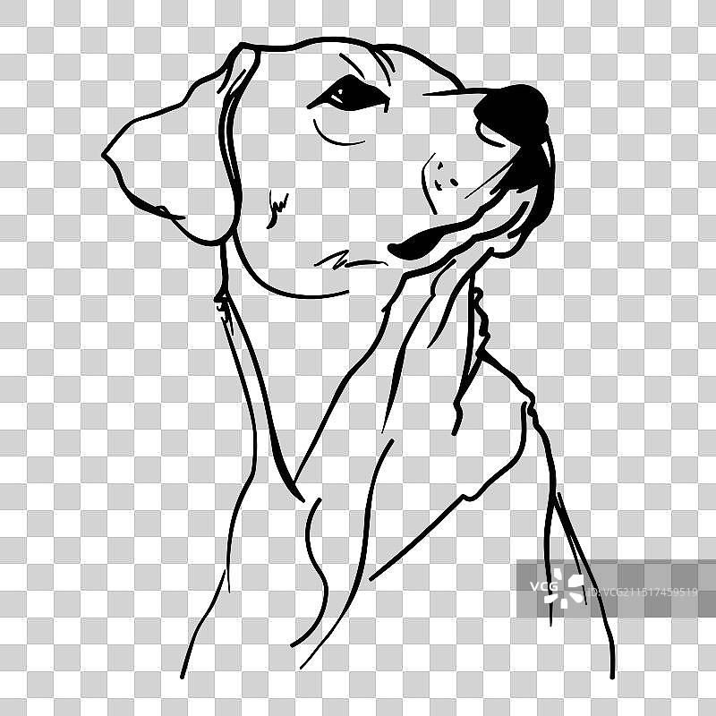 拉布拉多犬手绘肖像轮廓图片素材