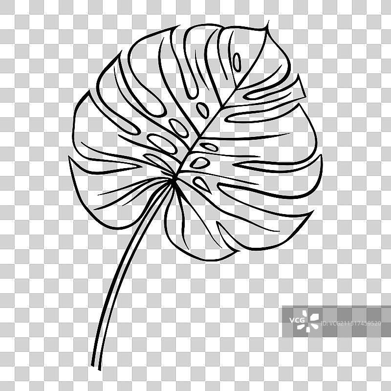 黑色手绘的龟背竹叶子轮廓图片素材