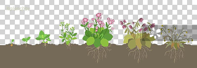 伽蓝菜生长阶段图片素材