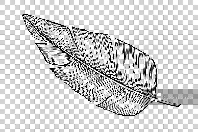 手绘线性棕榈叶图片素材