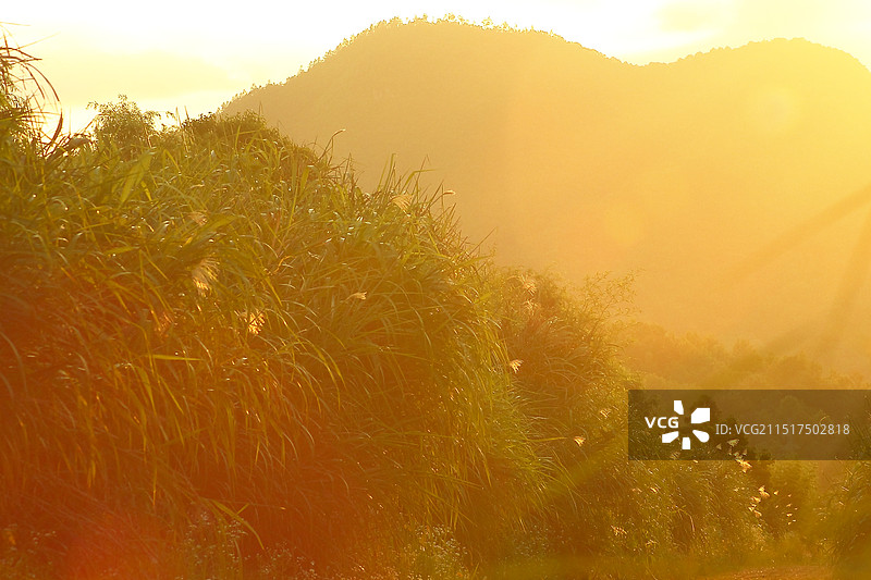 日落时光里的芒图片素材