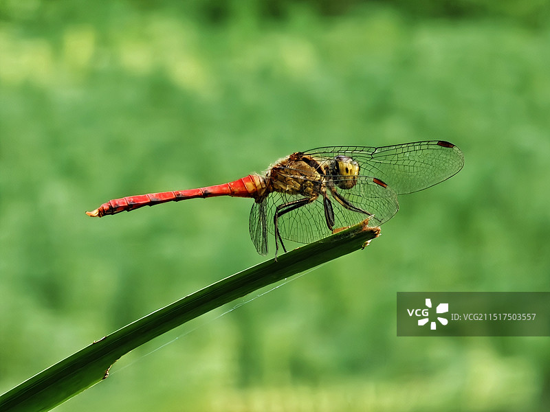 红蜻蜓图片素材