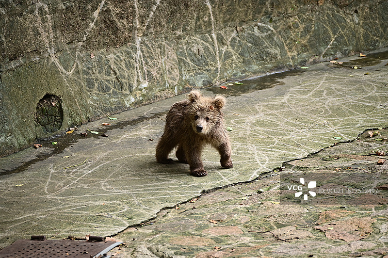 上海动物园一只可爱的小棕熊图片素材