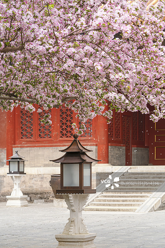 春天北京故宫文华殿西府海棠盛开花瓣飘落图片素材