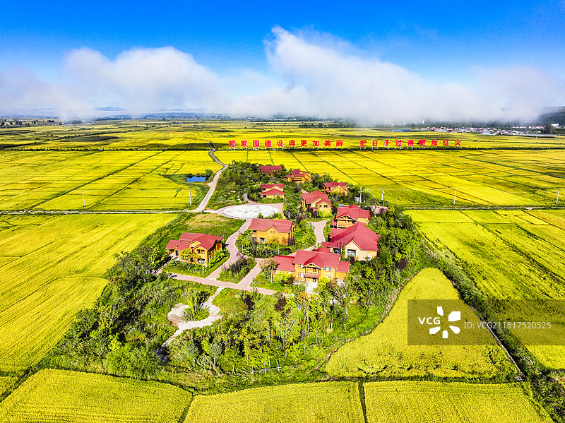 无人机航拍吉林省延边州和龙市东城镇丰收的稻田图片素材