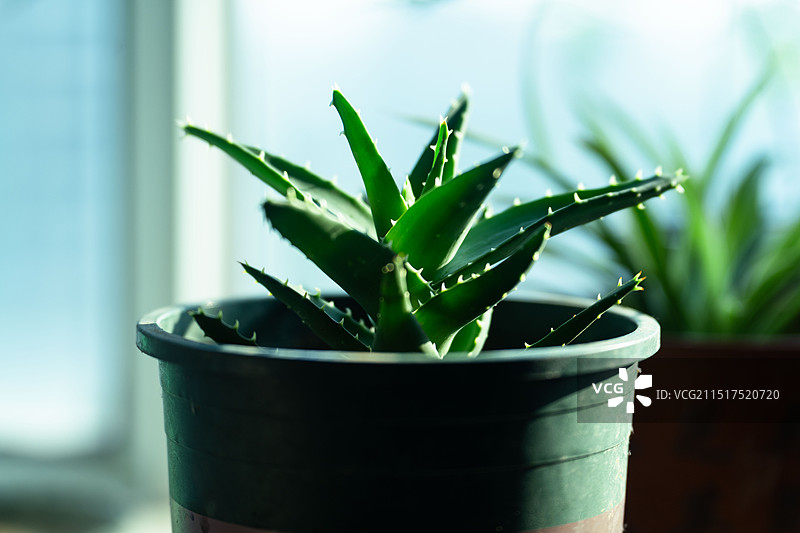 盆栽芦荟图片素材