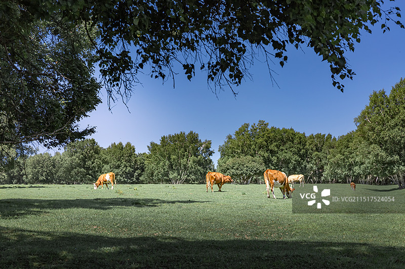 贡格尔草原风光图片素材