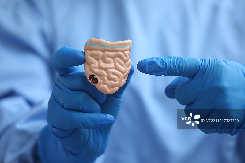 胃肠模型，医生图片素材