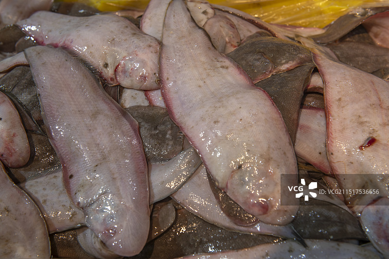 尤利鱼图片素材