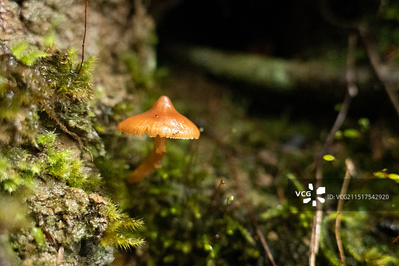川西高原高海拔森林中，雨后新生长的小蘑菇野生菌类特写图片素材