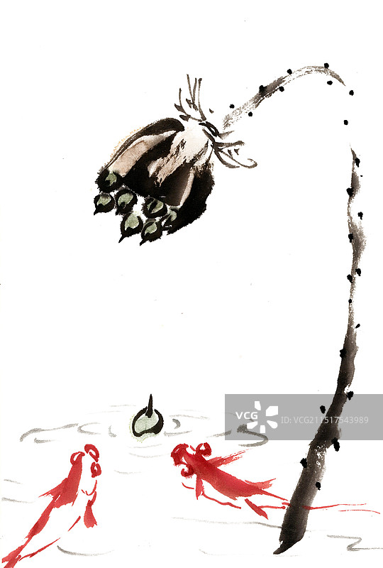 莲蓬下的金鱼图片素材