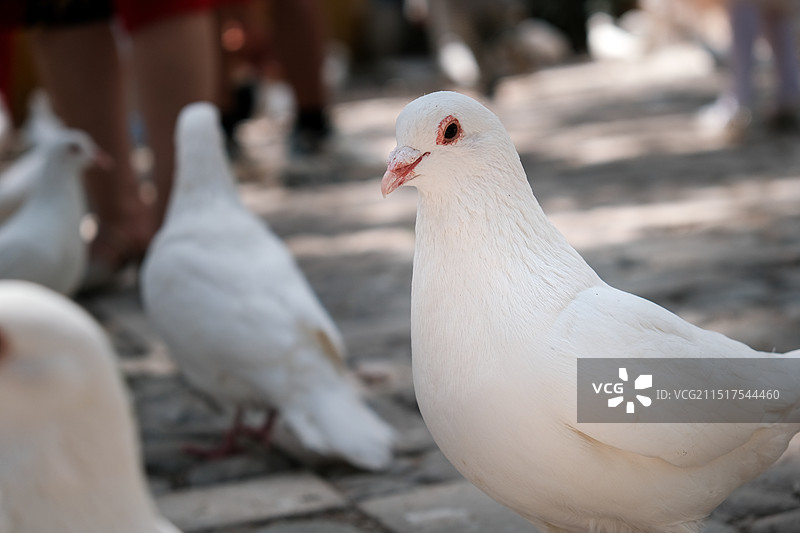 白鸽图片素材