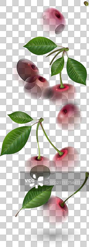 成熟的樱桃叶图片素材