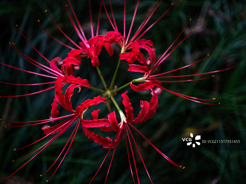 夏末初秋绽放盛开的彼岸花图片素材