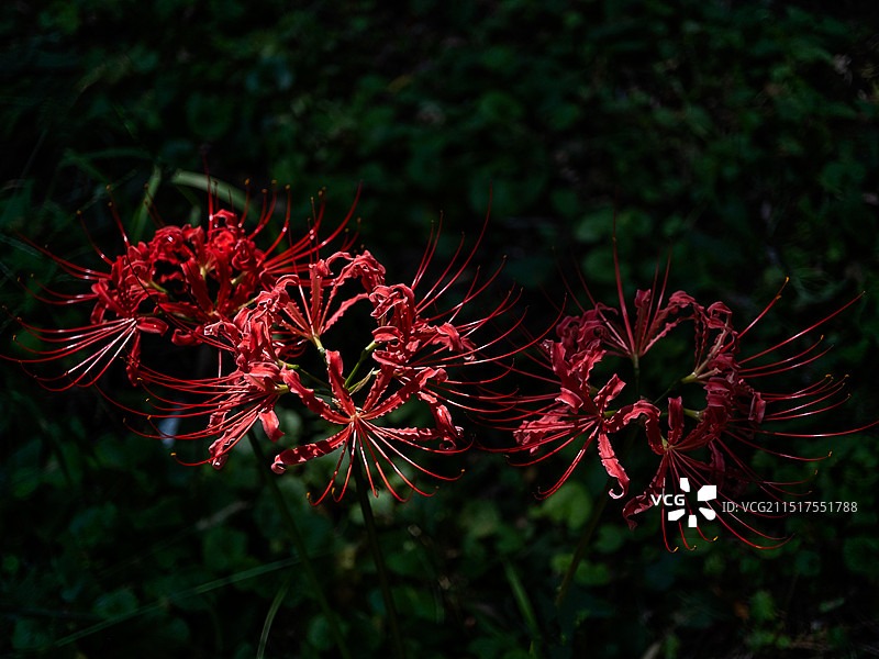 夏末初秋绽放盛开的彼岸花图片素材
