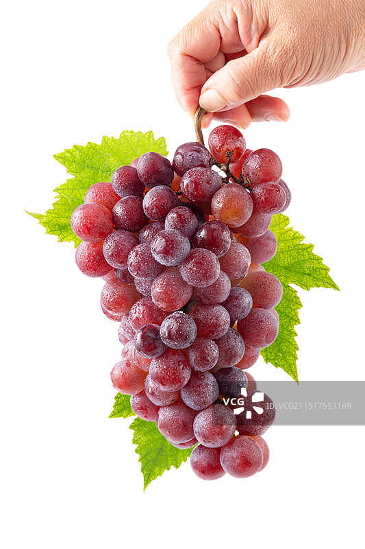 天津市汉沽区茶淀镇特产玫瑰香葡萄图片素材