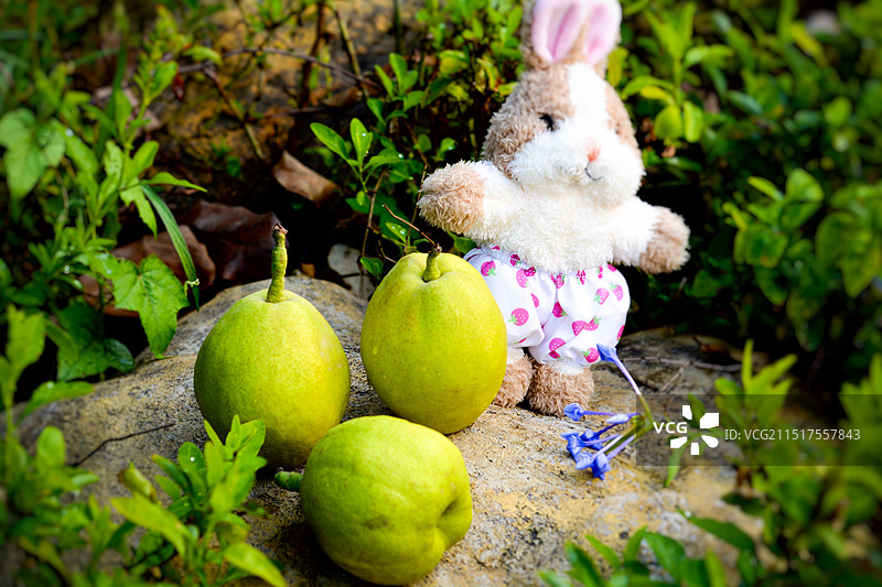水果香梨特写图片素材
