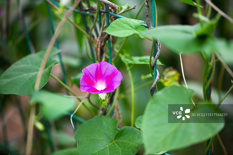 绽放的喇叭花图片素材