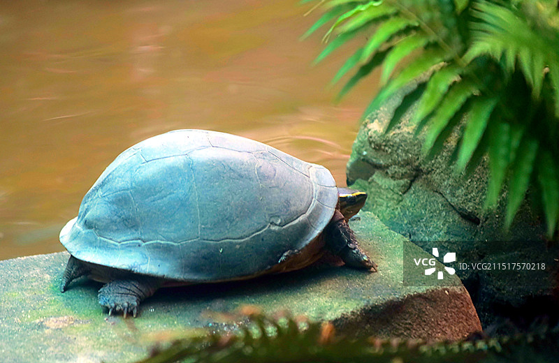超大乌龟在生态公园图片素材