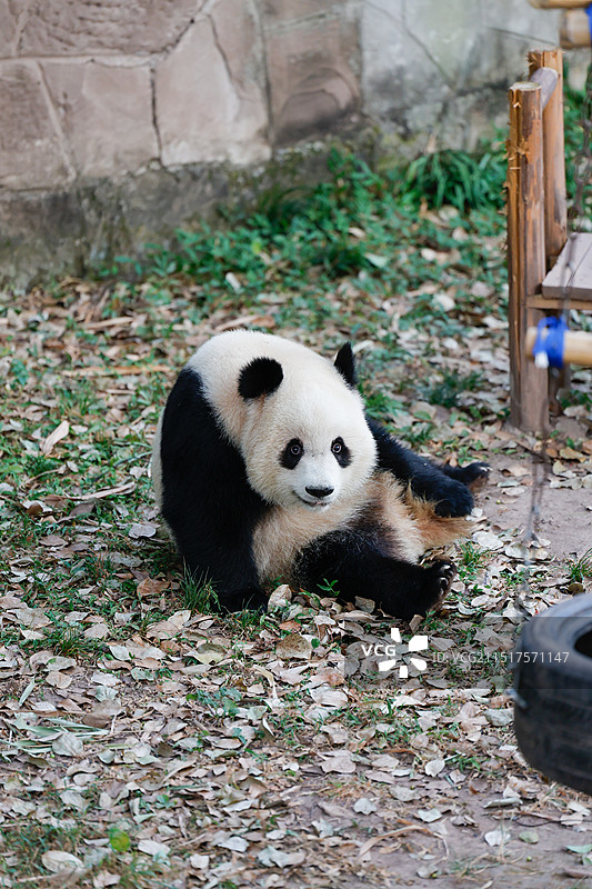 重庆动物园 渝爱 爱姐图片素材