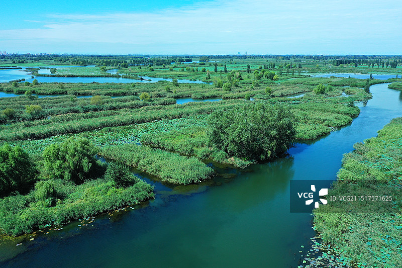 华北明珠风光秀，荷花芦苇客船游邵庄子图片素材