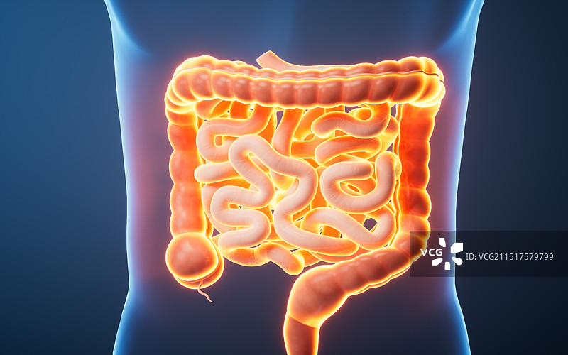 透明人体内的肠道三维渲染图片素材