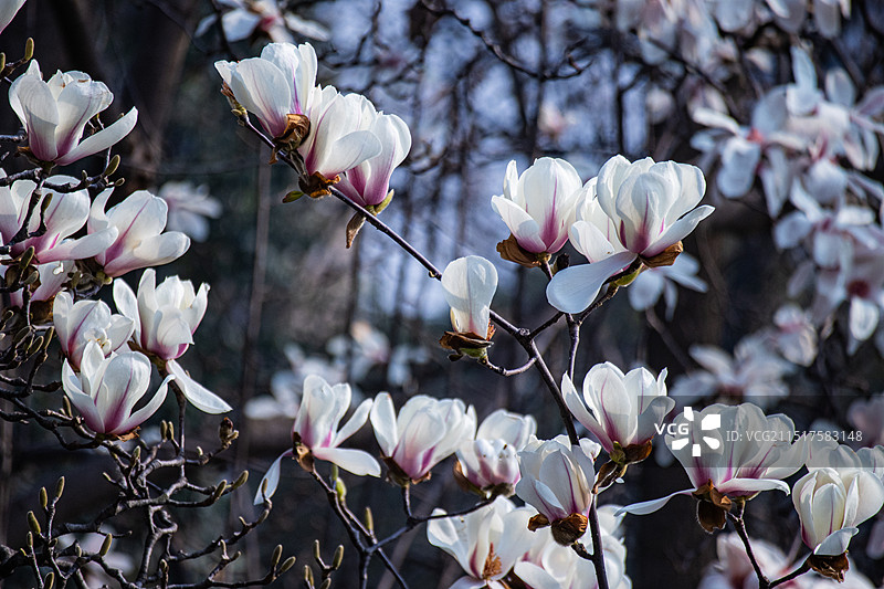 鱼嘴与玉兰花图片素材