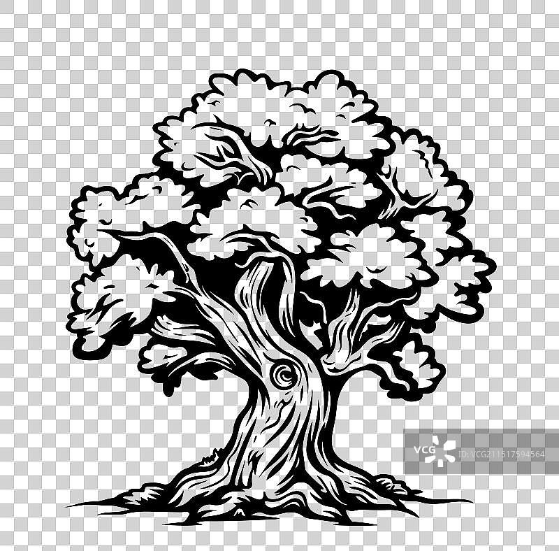 手绘复古风格橡树墨水草图图片素材