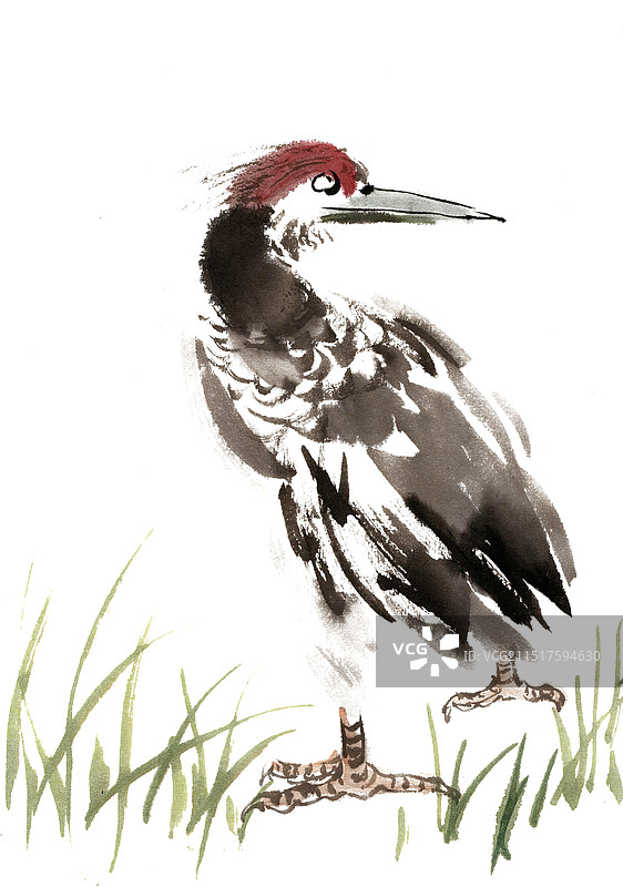 回头的小鸟图片素材