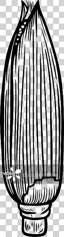 白色背景上的玉米线条画图片素材