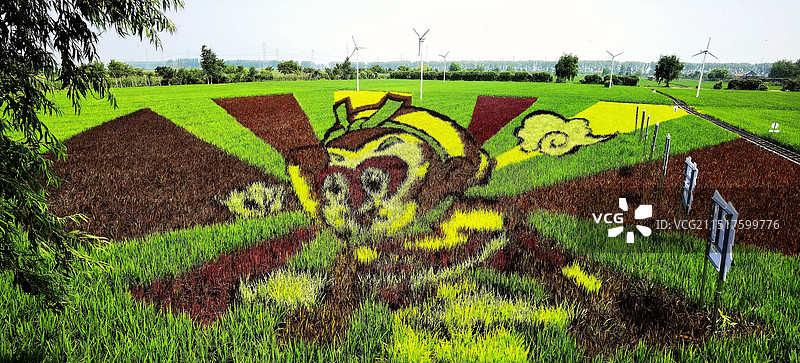 稻梦空间风景区景观系列之稻田画风光（辽宁省沈阳市）图片素材