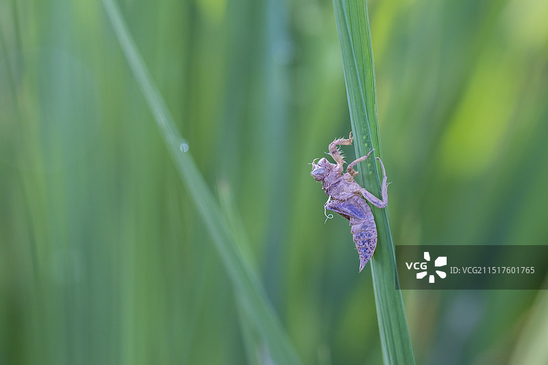 稻田里的蜻蜓稚虫空壳图片素材