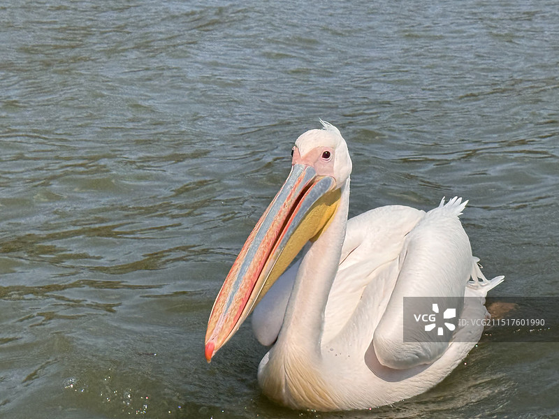 湖中鹈鹕的特写镜头图片素材