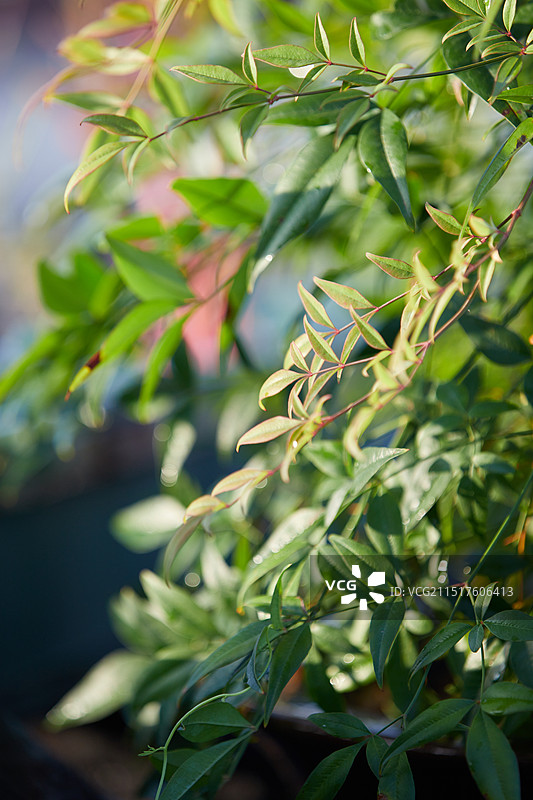 夕阳下的南天竹图片素材