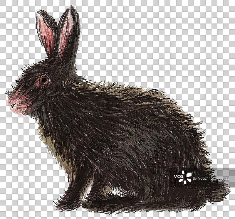 十二生肖兔年野生哺乳动物野兔子生命生态环境科普资讯插画图片素材