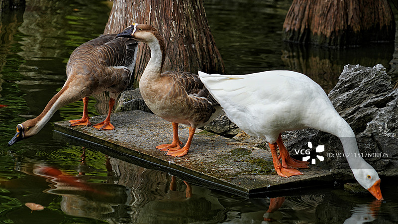 可园的鹅. 东莞图片素材